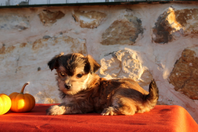 puppy, for, sale, Morkie, Matthew B. Stoltzfus, dog, breeder, Gap, PA, dog-breeder, puppy-for-sale, forsale, nearby, find, puppyfind, locator, puppylocator, aca